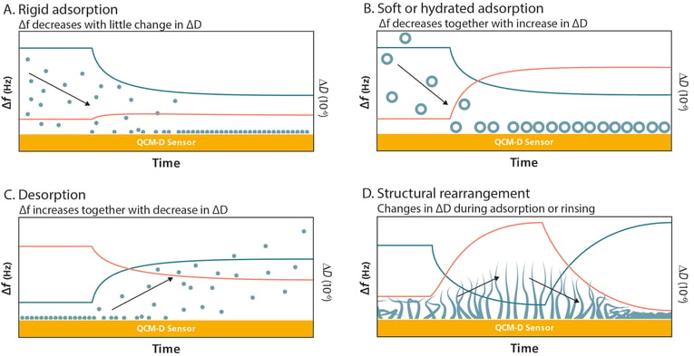F and D responses different phenomena