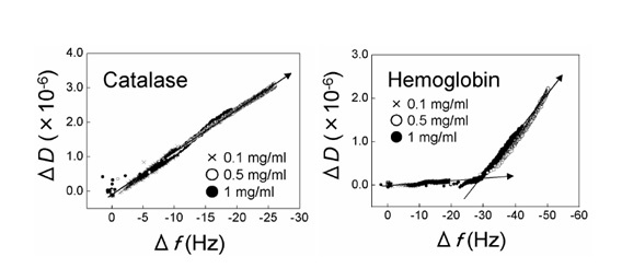 Protein adsorption on hydroxyapatite