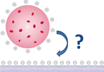 Figure 1:  How does a nanoparticle interact with a model cell membrane?