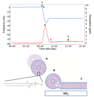 Figure 2: Example QCM-D data showing vesicle surface adsorption (B) and rupture to form a supported lipid bilayer (C).  The resonant frequency (blue line, left Y axis) of the Q-Sensor decreases as mass is bound to the surface and increases as the vesicle ruptures releasing associated water.  The dissipation (red line, right Y axis) relates to the viscoelasticity (softness or rigidity) and initially increases as the vesicles adsorb intact until a critical coverage is reached whereby the vesicles rupture and form a rigid bilayer.  The cartoon shows an intact vesicle coming into contact with the surface and then rupturing to form a SLB.  The sample is introduced at arrow 1 and washed with buffer at arrow 2.  The structure of DOPC is shown in the inset.