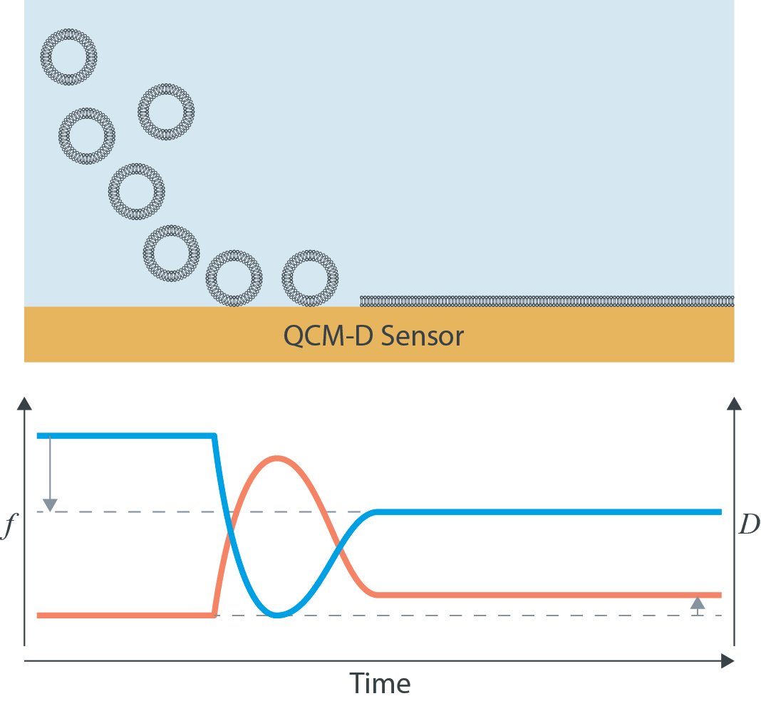 Bilayer formation by QCM-D