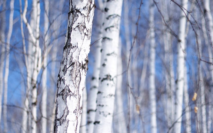 Birch-paper-board-blog