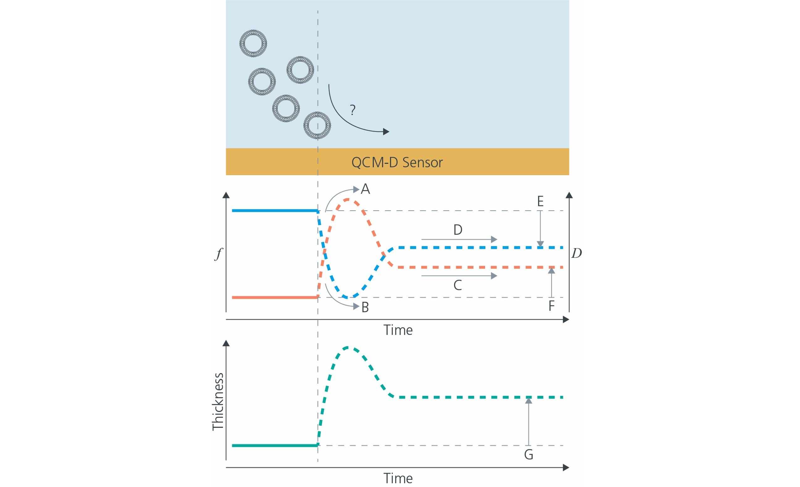 Formation of supported lipid membrane analyzed by QCM-D