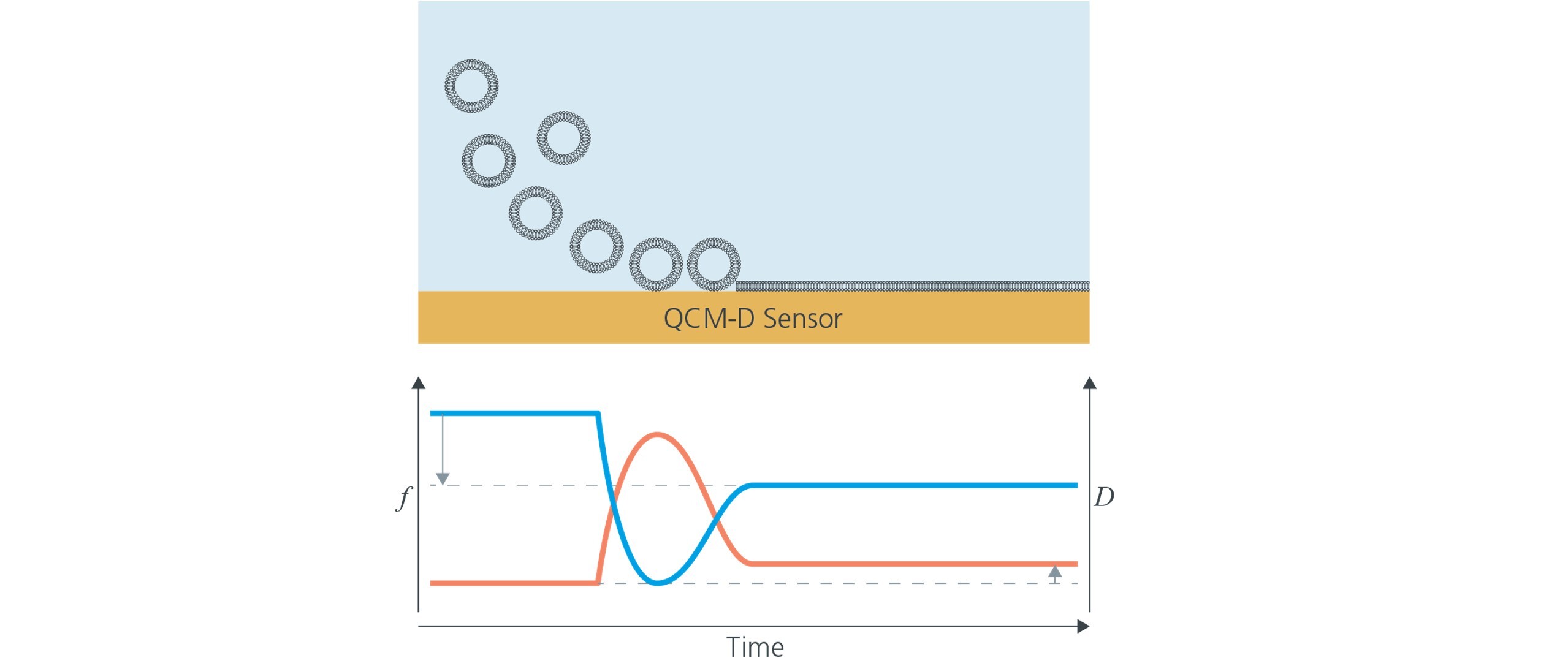 Lipid bilayer formation analyzed by QCM-D