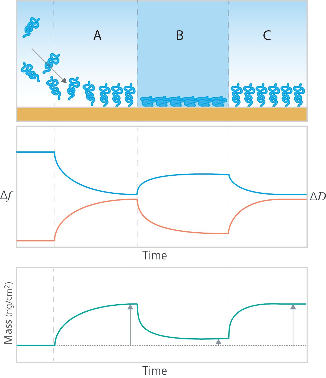 Polymer conformational changes