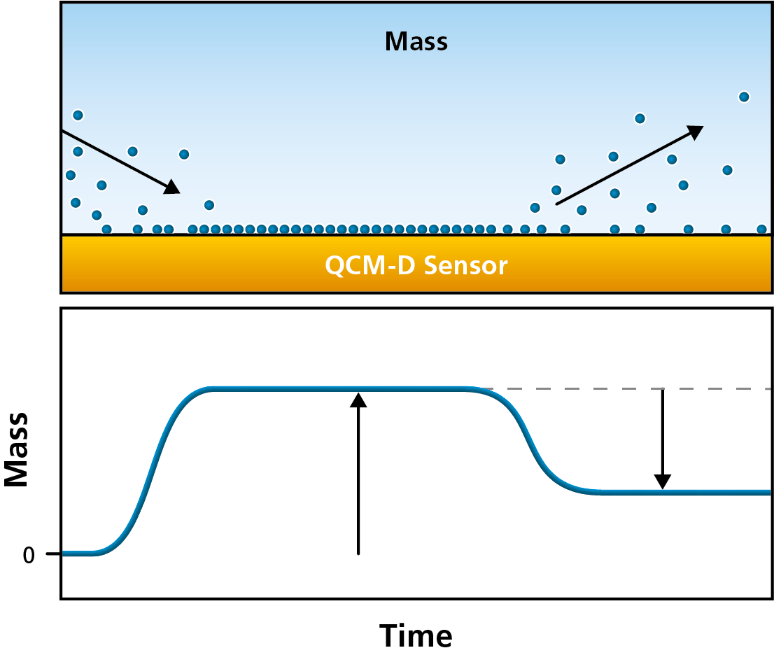 This image is a diagram showing how molecules can adhere to the surface of a QCM sensor, and 