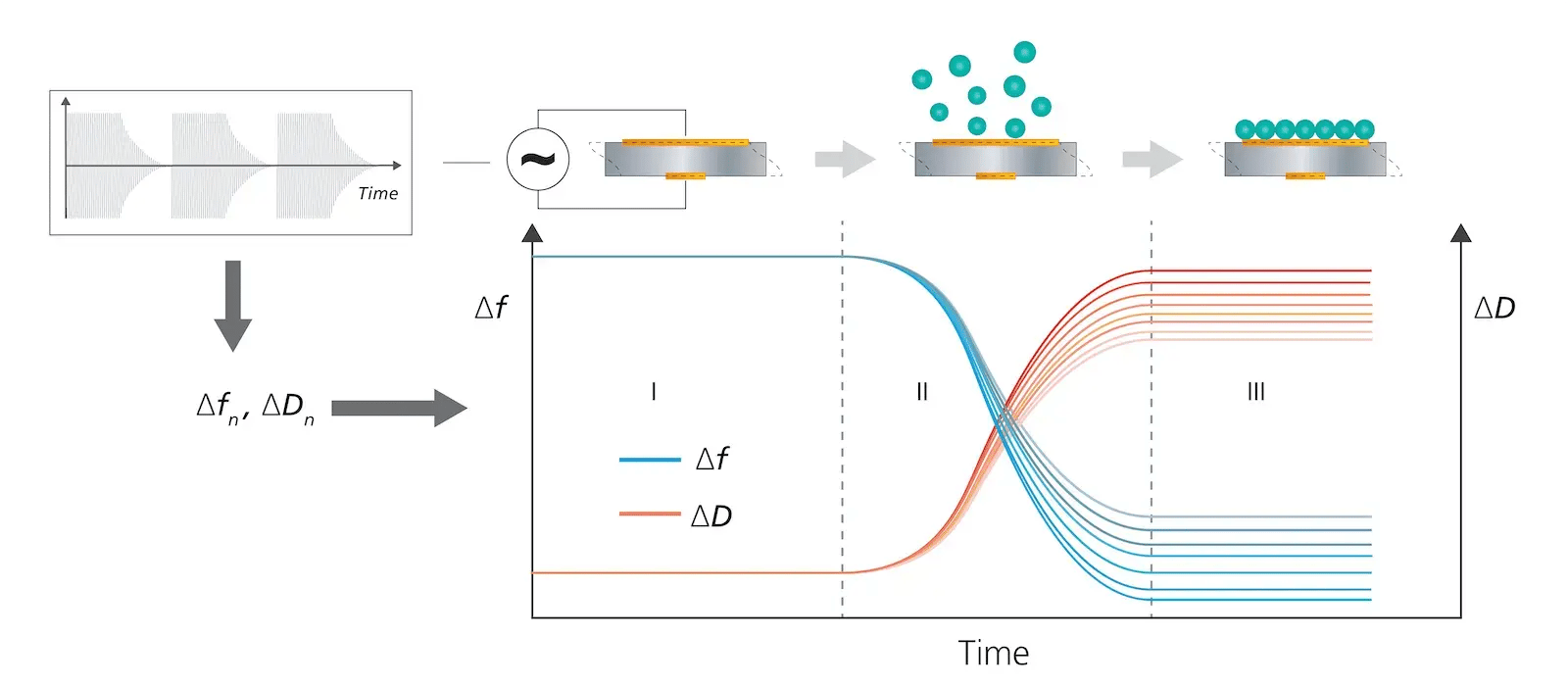 QCM-D working principle multiple harmonics-2-optimized