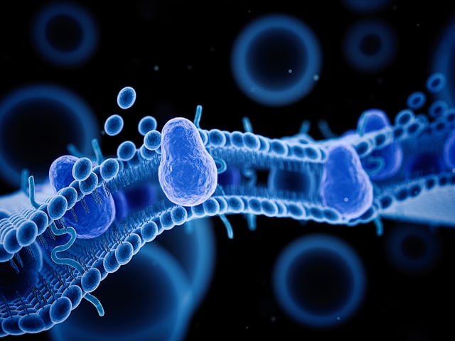 Lipid bilayer characterization with QCM-D