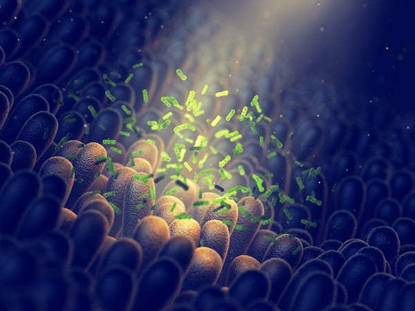 Analyzing bacterial adhesion in the gut to strengthen the health-promoting properties of probiotics