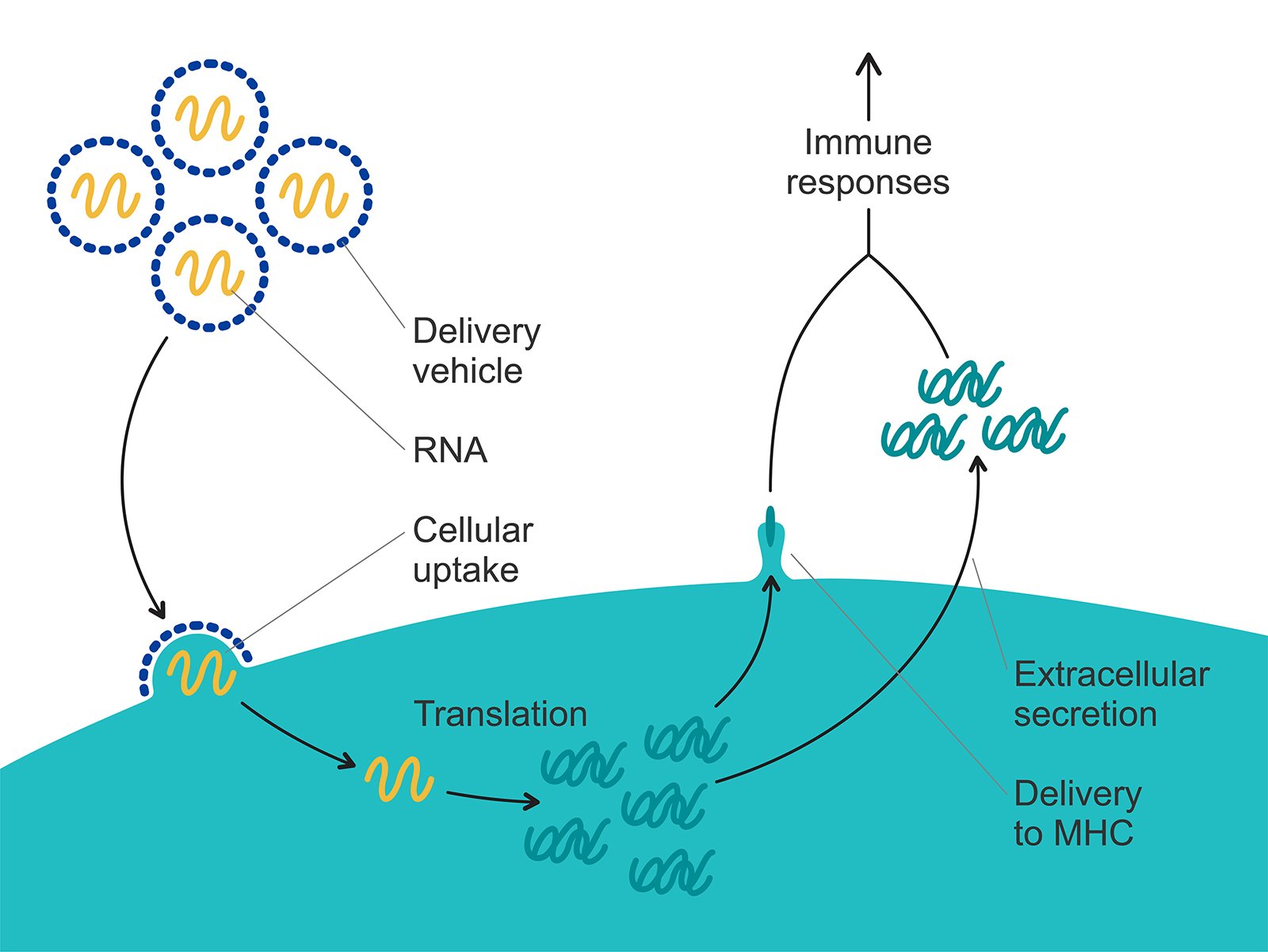mRNA vaccine immune response