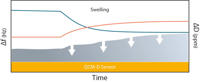 Swelling - Phenomena