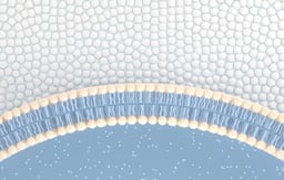 Biomembrane Models and Interactions Therein