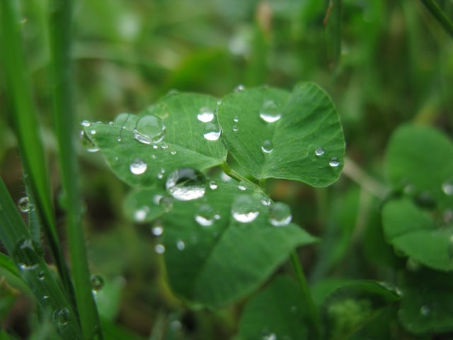 Foap-Spring_raindrops.jpg
