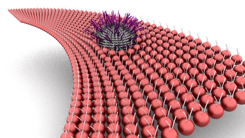 Lipid Monolayer with nanoparticles