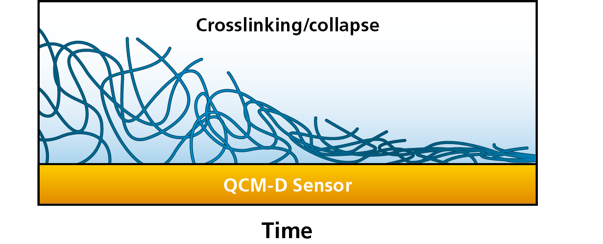 Q-Sense_Crosslinking_Collapse.png