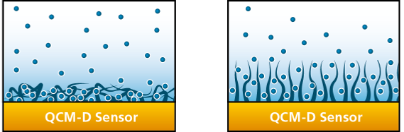 collapsed and hydrated thin film.png